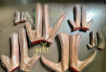 Nhung nai tươi